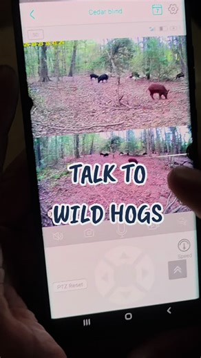 Taz has my back! #tiktokshopjumpstartsale #tiktokshopcreatorpicks #fanfavoritedeals #hunting