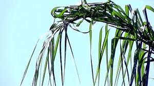 Palm, Tree, Dangling, Leaves