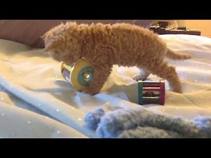 Big RED in ACTION . SELKIRK Rex The Cuttest Cat in the world