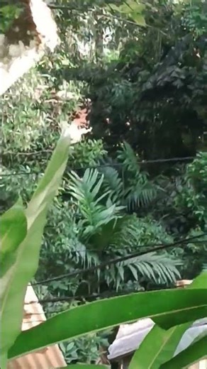 Toque Macaque 🐒🐒🐒#Rilawa#Sri Lankan Monkey