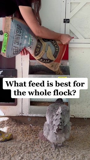 Adding baby chicks to your coop with older hens? If you’re feeding your hens layer feed, you might need to switch to a grower feed! I use scratch and peck feeds for my flock. Their grower feed is made with 100% organic and non-GMO ingredients and it’s one of the only feeds I’ve found that is soy free. It’s important to switch from layer feed to grower feed after introducing baby chicks to your flock. Layer feed contains a higher amount of calcium, which is necessary for laying hens to develop st