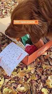 1K views · 24 reactions | This holiday season, give your fur baby the gift of joy.  Every Bullymake Box is packed with tough toys and tasty treats designed just for power chewers. It’s the perfect way to show your dog how much you care. Because nothing says “I love you” like safe, durable toys that keep their tail wagging all year long.  Make their holiday unforgettable, get them a Bullymake Box today! | BULLYMAKE | Facebook