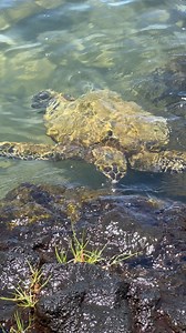 8.9K views · 283 reactions | This green sea turtle came up to feed while I was fishing in Hawai’i last month. #hawaii #wildlife #wildlifephotography #turtles | Trent Sizemore Photography | Facebook