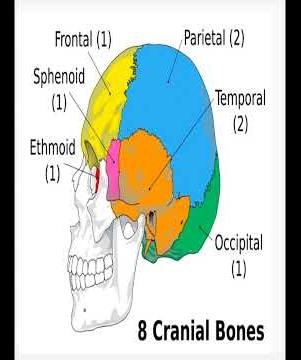 SKULL BONES |SKELETAL SYSTEM |CRANIAL & FACIAL BONES| LOCOMOTION & MOVEMENT| CLASS 11| BIOLOGY| NEET