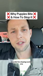 ❌ How To Stop Puppy Biting ❌ #puppytraining #positivereinforcementdogtrainer #puppytrainer #puppyplaytime #puppylife #puppytraining101 #puppytrain #puppytrainingtips #Clicker #clickertraining | Best Buddy Dog Trainer, LLC