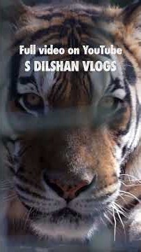 🐅 Meet the incredible Siberian Tiger, the largest big cat on Earth!