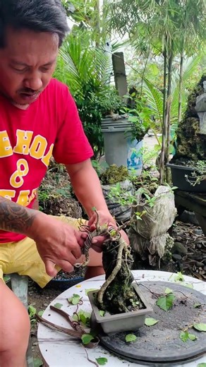 Shohin bonsai Hibiscus taiwan