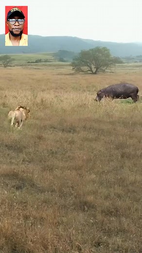 Lion Dêâdly Attaçk On Hippo | Fantasy Hub