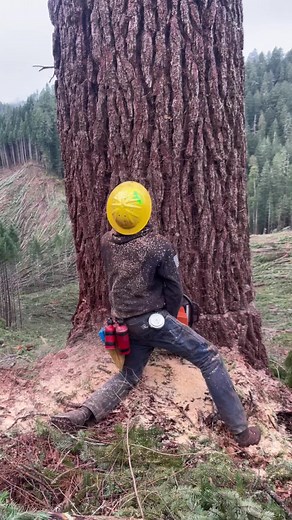 When pine just won’t let go #pnw #feller #greenmoneymafia #greenpopcorn #sendit #billmoney #hardwork #killintrees #bigtreematter #clearcut #letgo