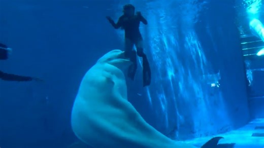 Shocking moment Beluga whale attacks divers inside aquarium