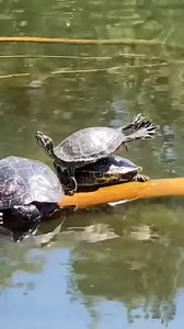 (Sound on!) 💃🐢🕺 . 🤣 via TT/westleythecat | Jennifer Garner