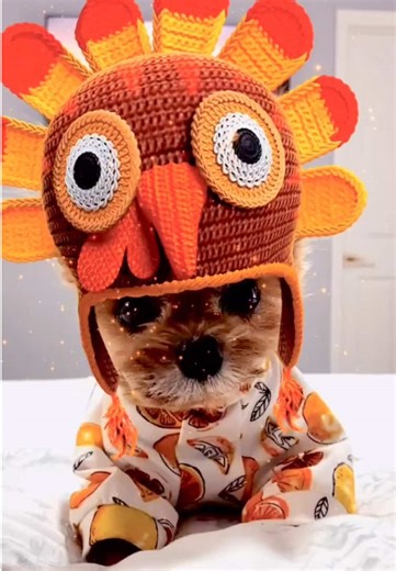 Coby: Happy Thanksgiving to all my friends on TikTok! Thank you so much for your support & sweet comments & I love you gobble gobble 🐶🐾😍😘😋😚🦃🦃🦃🍽️🍁🍁🍁🍁🧡🧡🧡🧡🧡🧡🧡🧡🧡🎃🎃🎃🎃🎃 #happythanksgiving #dogsoftiktok #yorkiesoftiktok #gobblegobble #petlover