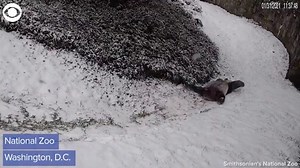 58K views · 914 reactions | SNOW DAY Giant pandas are sliding into Monday like... Both pandas, Mei Xiang and Tian Tian, had a blast frolicking in the snow at the National Zoo in Washington, D.C. Cub Xiao Qi Ji experienced snow for the first time. | KDKA-TV | CBS Pittsburgh | Facebook