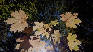 Plant, Tree, Leaf, Maple