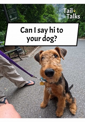 Georgie: Adorable Airedale Terrier Learning Tricks