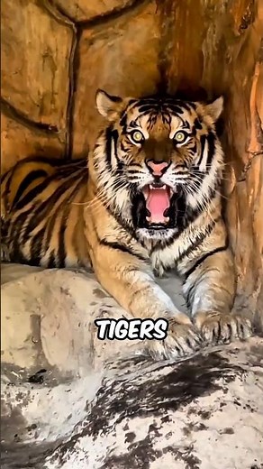 Things You Didn’t Know About Tigers #facts #animalfacts #wildlife