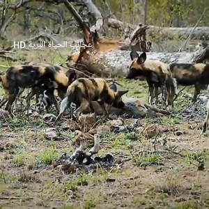 245K views · 4.1K reactions | wolf hunting fast video | Animals usa | Facebook