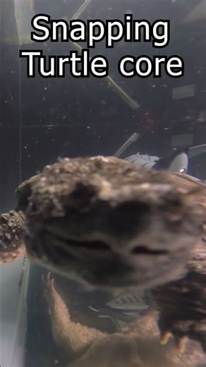 Why you should fear the snapping turtle 🐢💀 #snappingturtle #wildlife #scary