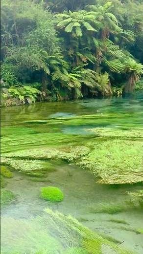 Blue Spring New Zealand - Crystal Clear Water You Have to See!