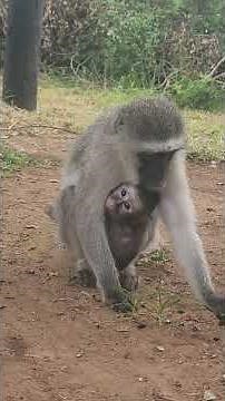 Frieda bandit "wild" monkey with her baby