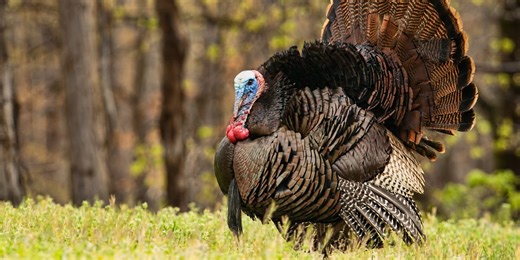 Quiz Time: Can Turkeys Fly? Read All About the Thanksgiving Bird