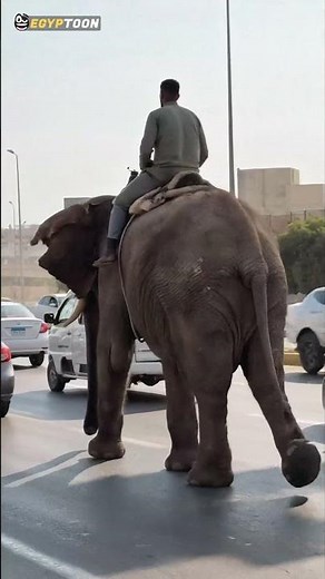يا مصر بتعمليها إزاي؟! #egyptoon #ايجيبتون #funny #comedy