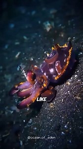 Flamboyant Cuttlefish🐙 🌈 Psychedelic Predator of the Seafloor The flamboyant cuttlefish is a small but bold cephalopod known for its explosive color displays, which it uses for communication, camouflage, and intimidation. Unlike most of its relatives, it prefers walking on the seafloor due to its tiny cuttlebone, giving it a signature swagger. Despite its size, it’s a skilled predator—hypnotizing prey with flashing colors before striking. Its vibrant patterns also serve as a toxic warning to p