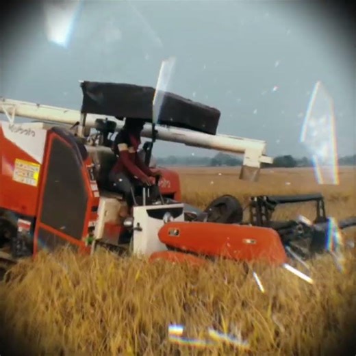 combin eharvester Kubota king pro Harvester deep working odisha field
