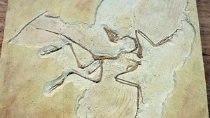 Ancient Fossil Bird Skull Reveals Roots of Avian Intelligence