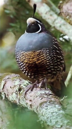 Why Quails Are Cooler Than You Think