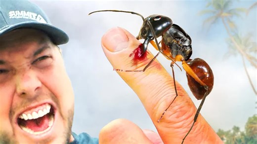 With those massive mandibles and the ability to spray acid, where will the Giant Forest Ant rank on the Brave Wilderness Bite-Sting Index? | Brave Wilderness