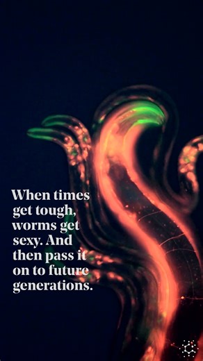 Quanta Magazine on Instagram: "🪱Would you still love me if I was a worm? Playing the mating game is risky. Organisms must cope with the existential risk that swiping right on the wrong choice could doom future generations to a lifetime of bad genes. They also have to contend with more immediate burdens and risks: Participants need to gather resources and energy for courting and pursuing a potential partner — and animals engaged in amorous activities also make easy targets for predators. 