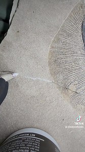 When fossil stingrays are discovered within our excavation layers, you can often trace them by digging into adjacent layers to uncover the entire specimen. This approach maximizes the likelihood of finding a complete stingray fossil that we're carefully restoring, even if natural fractures are present in the specimen. #wyoming #greenriverformation #wyominglife #naturalhistory #fossildigging #PaleontologyExperience #paleontology #stingray #fossils #tourism #wy ##digging #digs #fossilhunting #foss