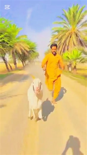 Mashallah bakri na bacha ko bachaya subhan Allah#viral #trending #متابعه #تصميمي #اكسبلور اغان