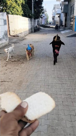 The cutest birthday party you’ll see today ❤️ #shorts #cutepets #heartwarming