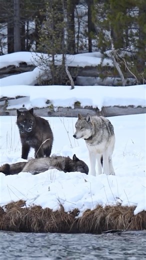 Anneka Svenska on Instagram: "Happy 2025. Let’s help the Yellowstone wolves this year. In 1995, 14 wolves were captured in Canada and released in three locations in Yellowstone. The wolves were placed in acclimation pens for ten weeks before being released. Results The reintroduction of wolves has had a number of effects, including: Elk population: The elk population was reduced by about half, and the wolves’ predatory dominance led to a trophic cascade. This restored and expanded forests, grass