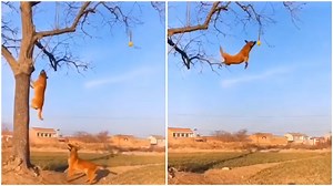 Dogs Show Off Impressive Barkour Skills Running Up Tree and Jumping to Capture Ball Hanging From Branch