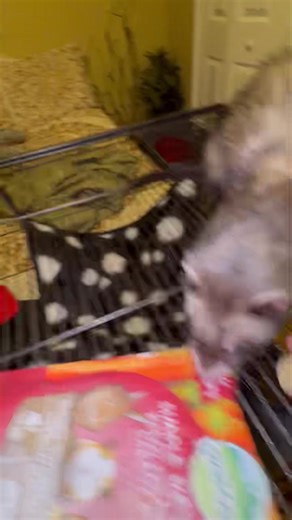 Where are all the Ferret lovers?? You definitely won’t want to miss out on this one…… This four-year-old female Sable Ferret named “Nibblett” is the sweetest thing. 🤎 Like most ferrets, she is sweet, playful, adventurous, active, and an all-around wonderful little companion. She is litter box trained, and very, very clean in her cage. She also is on a raw diet, which is definitely a great healthy diet for them, and in my opinion makes them not smell as bad, especially their poop. 💩 She lived w