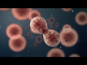 Binary fission - looping animation