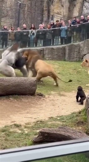Gorilla Mom Saves Baby from Lion! #ZooDrama #HeroMom #AnimalEncounter