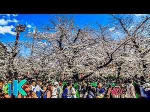 Japan Walk: Ueno Park Cherry Blossoms 2025 | 4K HDR 🌸