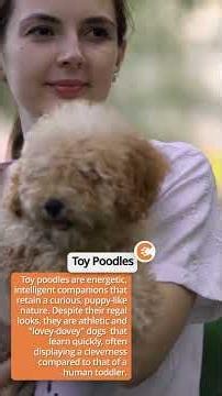 Adorable Toy Dog Breeds That Keep Puppy Energy Forever