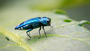 The emerald ash borer is here. What do you need to know?