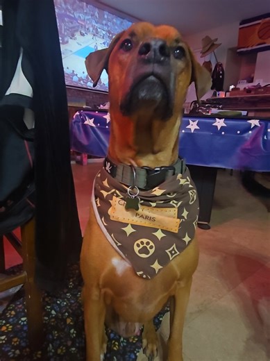 Mr. Tank in the house! 🐾 #tank #fyp #dogsoftiktok #january