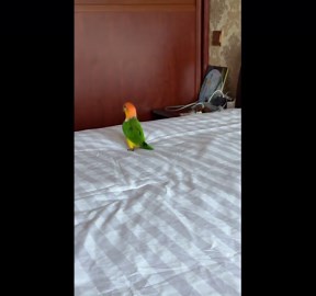 Playful white-bellied parrot slips on bed in Hebei, China