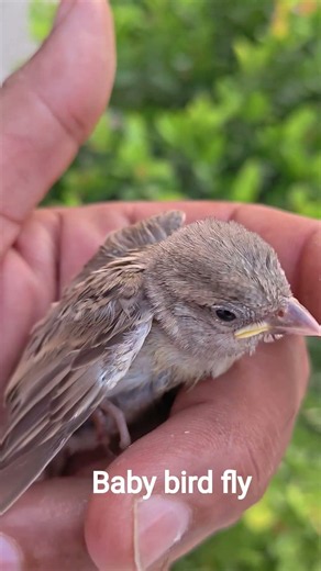 baby bird fly || Sparrow bird || cute bird #sparrow #birds #fly