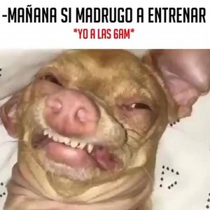 2.7K views · 28 reactions | Les pasa??? 藍藍藍 | Glamour Pets | Facebook