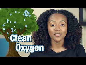 Acellus Elementary Courses