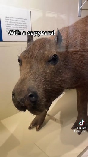 When are you coming to visit the capybara? 😍 #NaturalHistoryMuseum #NHMLondon #Capybara #Mammals #LondonMuseums | Natural History Museum, London