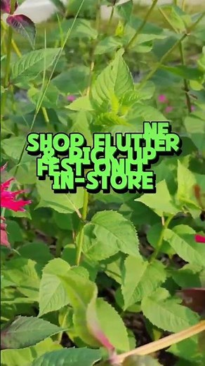 Stop Deer from Eating Your Flowers! (Grow Raspberry Wine Bee Balm)